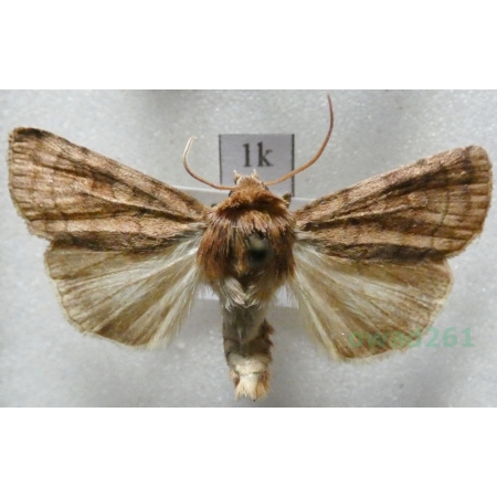 Lacanobia  splendens (Hübner, 1808) Slovakia1k